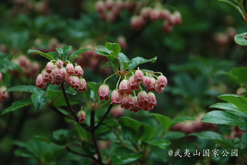 吊钟花