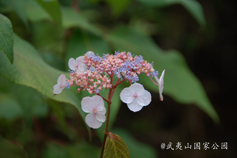 腊莲绣球