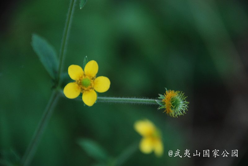 路边青